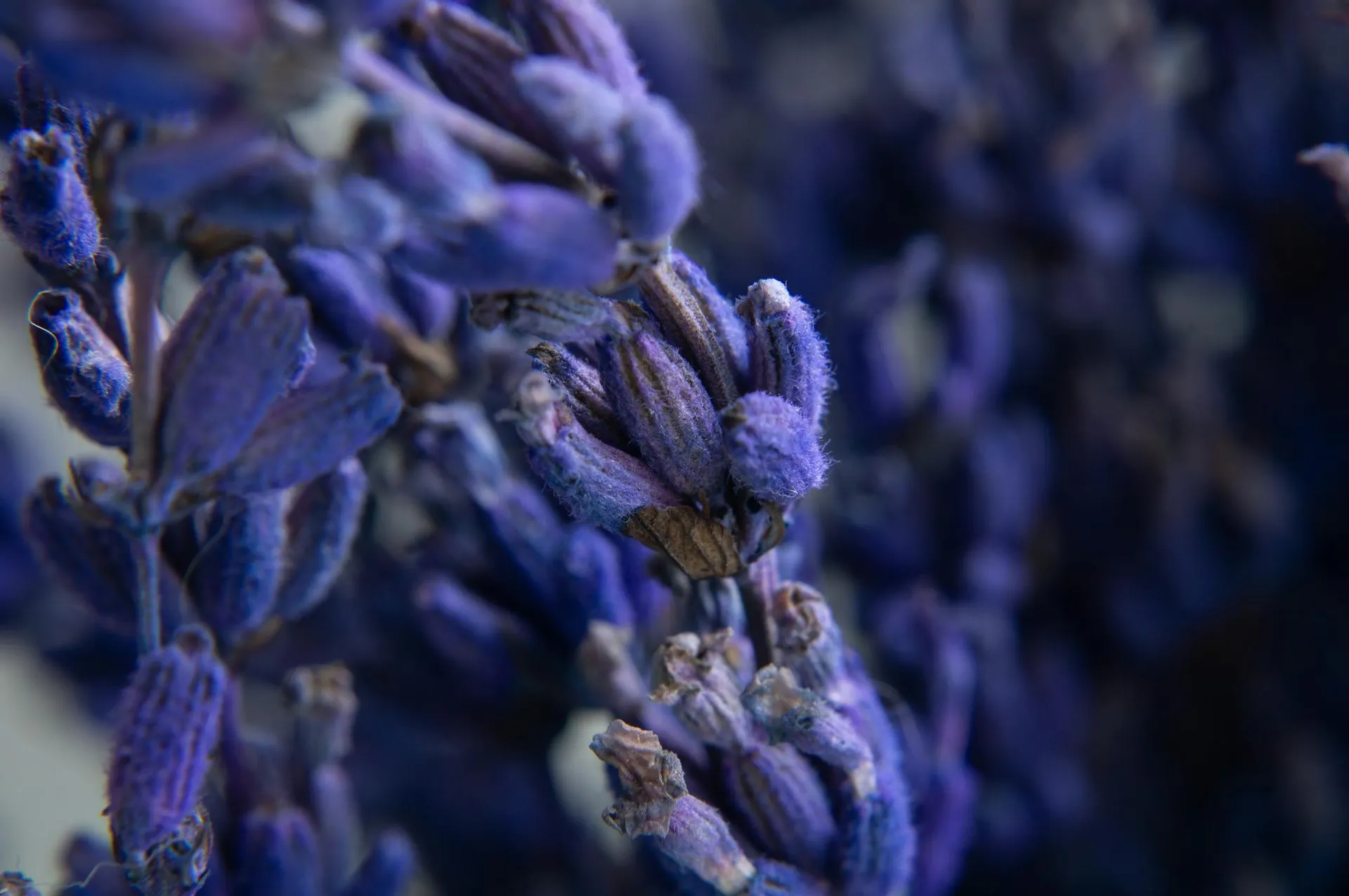 Dettaglio botanico: macro di lavanda essiccata, ricordo di un matrimonio Dettaglio botanico: macro di lavanda essiccata, ricordo di un matrimonio