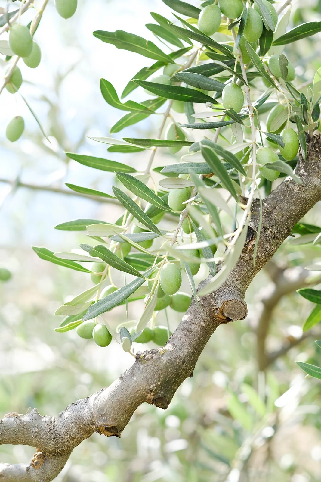 Ulivi e olive del giardino Dettaglio botanico: ramo d'ulivo con olive del giardino